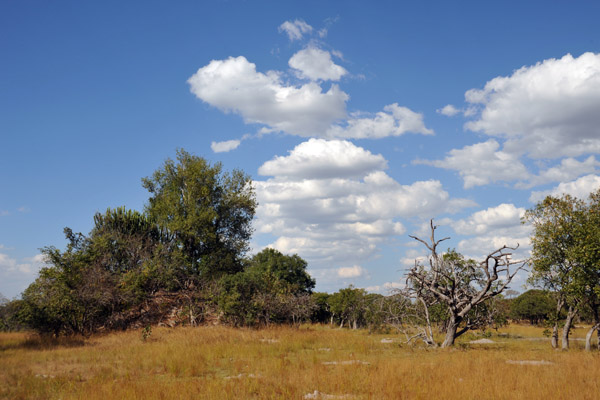 The bush of Kafue National Park near McBride's Camp