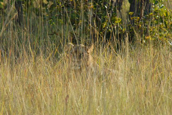 Lion, a young male, barely visible in the tall grass, Kafue National Park