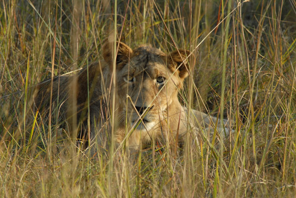 Young male lion, one of three in this group
