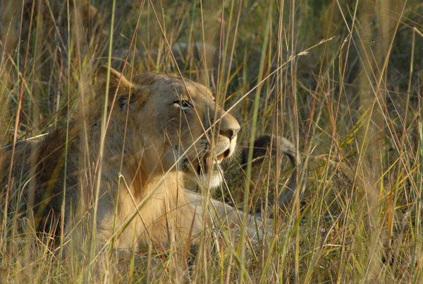 Young male lion resting near McBride's Camp, Kafue National Park