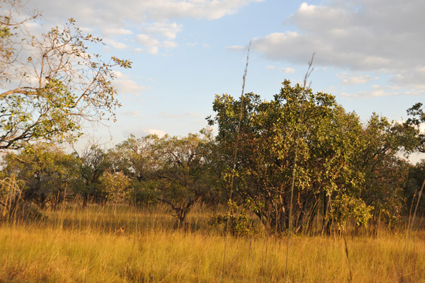 Circling around the bush for a different view