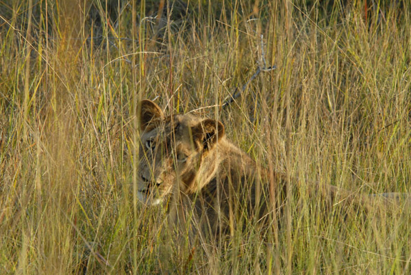 Young male lion keeping an eye on us