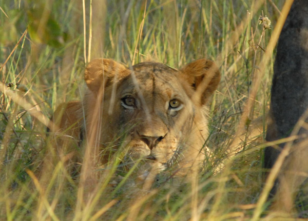 This lion was edgy the whole time