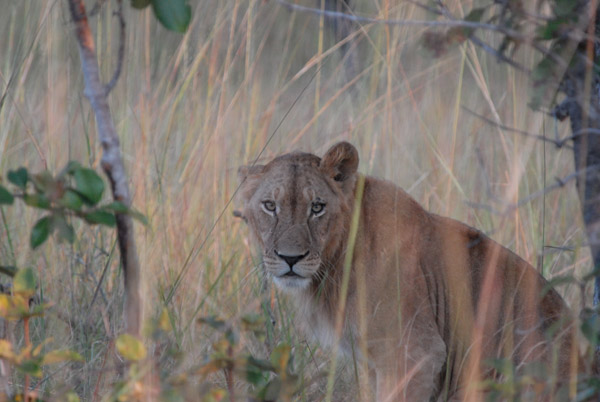 Lion at sunset near McBride's Camp, Kafue National Park