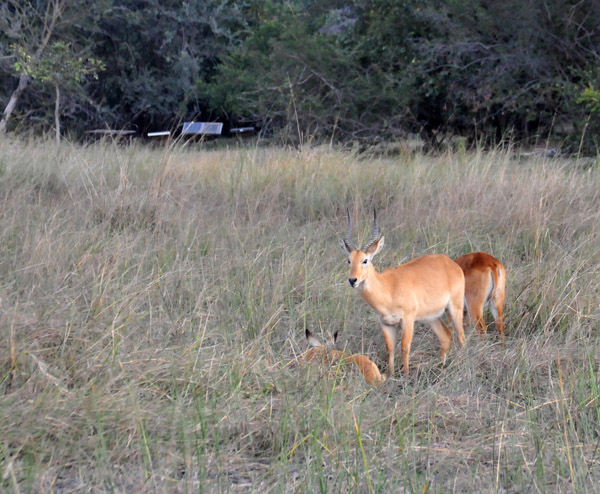 Puku, McBride's Camp, Kafue National Park