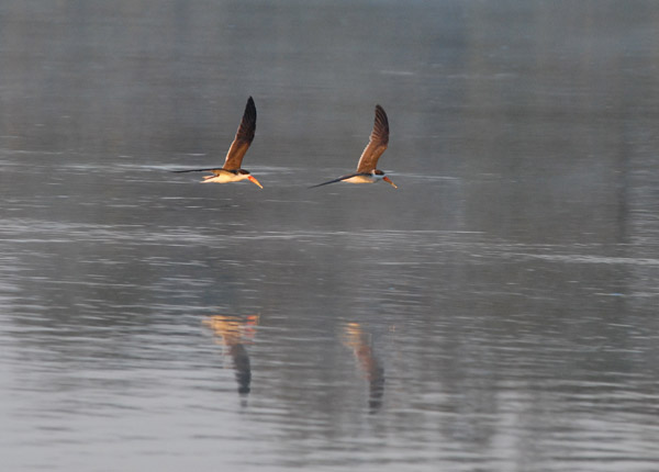 African Skimmers (Rynchops flavirostris) circling over the Kafue River in front of McBride's Camp