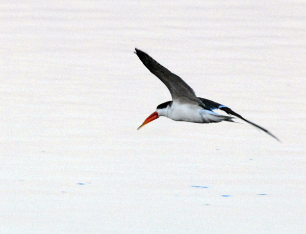 African Skimmer (Rynchops flavirostris), Kafue National Park, Zambia