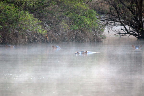 Pod of hippos living near McBride's Camp on a misty morning