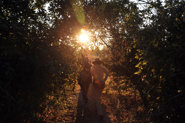 Walking through the bush, McBride's Camp