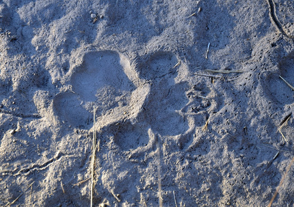Fresh lion tracks on the road just outside the camp