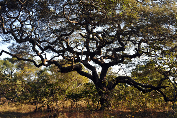 Impressive tree, Kafue National Park