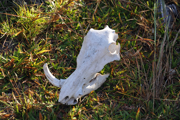 Warthog skull, Kafue National Park