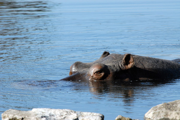 Hippo in the hot spring near McBrides Camp, Kafue National Park