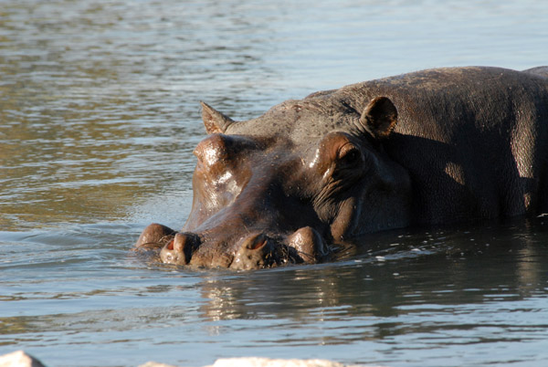 Hippo in the hot spring near McBride's Camp, Kafue National Park