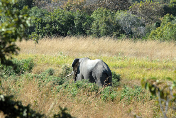 Elephant, Kafue National Park