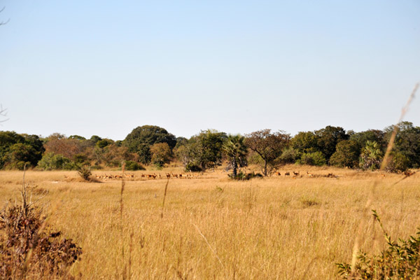 Large herd of impala in the distance