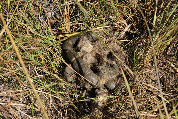 Half-day old lion poo when we walked by here the following morning