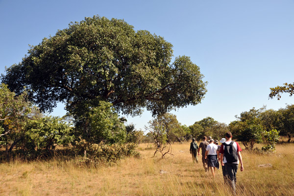 Walking through the bush of Kafue National Park back to McBride's Camp