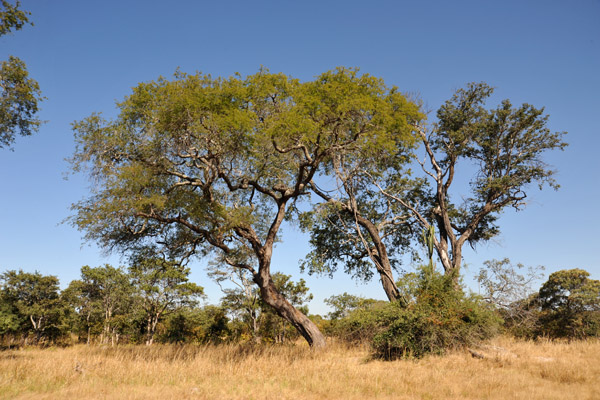 Kafue National Park