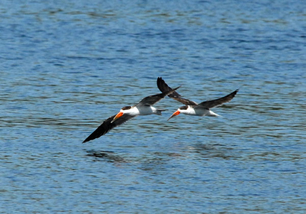 The African skimmers still circling in the same spot several hours later