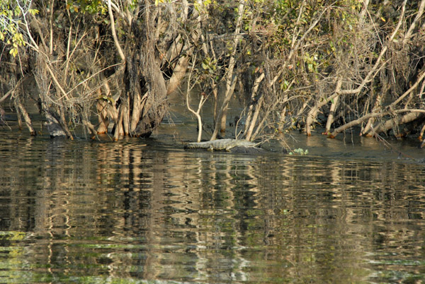 Crocodile, Kafue River, Kafue National Park