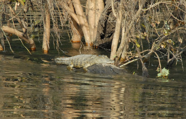 Crocodile, Kafue River, Kafue National Park