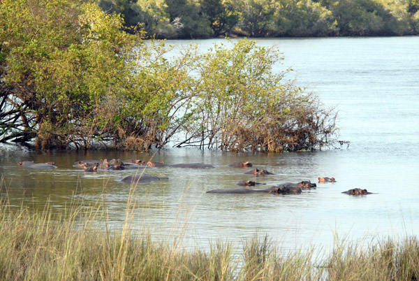 Hippos, Kafue River