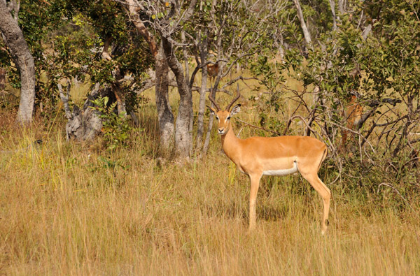 Impala, Kafue National Park