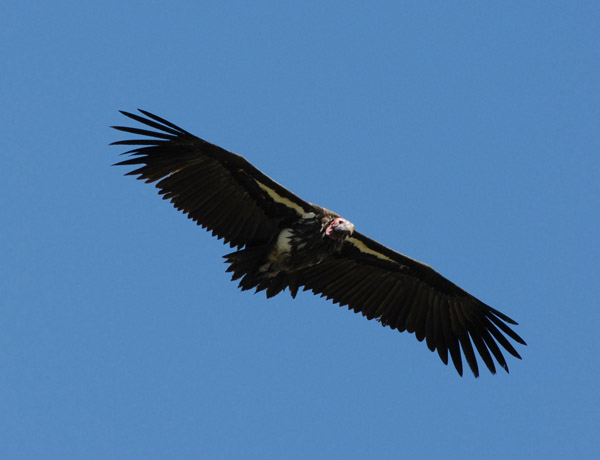 Vulture in flight over the Chimbwi Airstrip