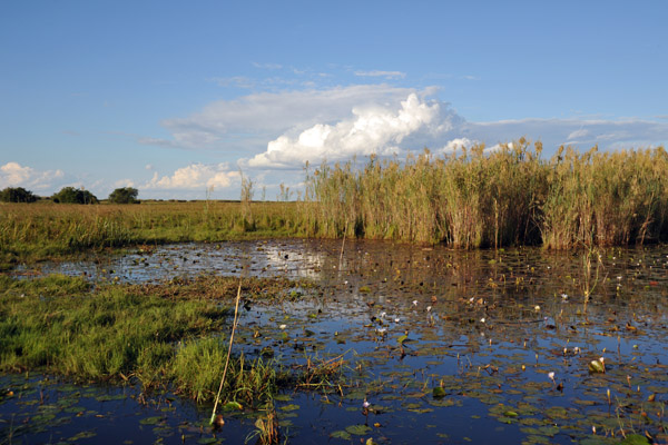 Shoebill Island, Bangweulu Swamps