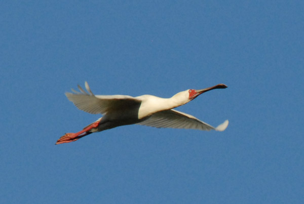 African Spoonbill (Platalea alba) in flight, Bangweulu Swamps, Zambia