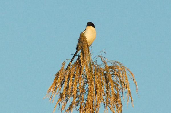 Common Fiscal (Lanius collaris), member of the Shrike family