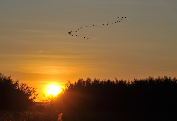 Sunset with a flock of birds, Shoebill Island
