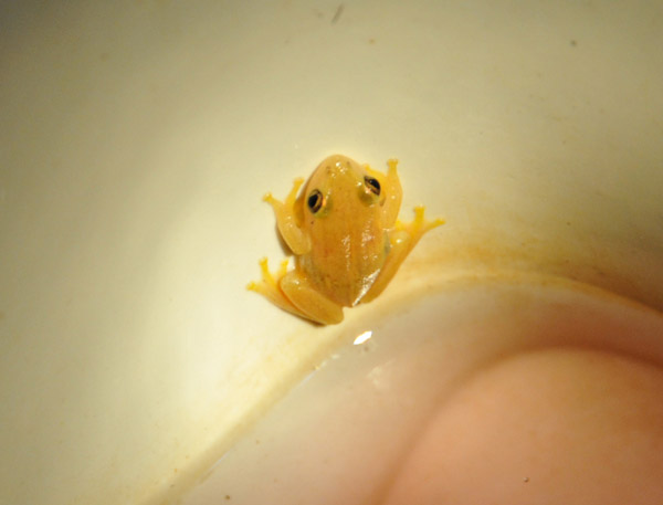 A tiny frog enjoying our toilet