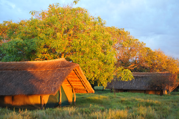 Tent at Shoebill Island Camp