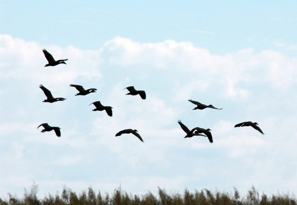 Flock of Spur-winged Geese (Plectropterus gambensis), Bangweulu Swamps