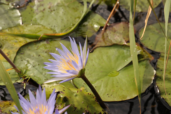 Lilies, Bangweulu Swamp