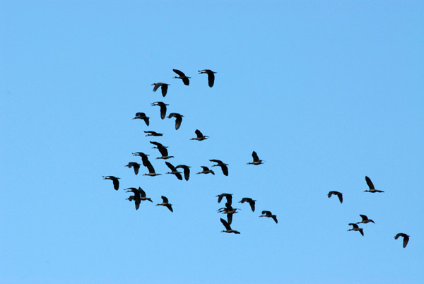 Large flock of Spur-winged Geese in flight (Plectropterus gambensis), Bangweulu Swamps