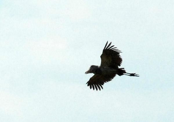 Shoebill (Balaeniceps rex) in flight, Bangweulu Swamps, Zambia