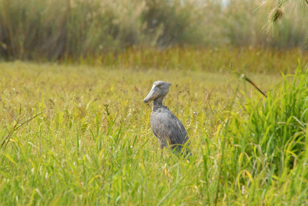 The main season is from May to August when Shoebills can usually be seen on canoe trips