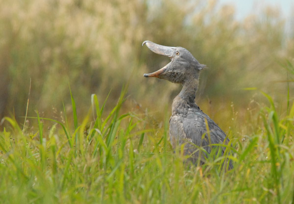 Shoebill with its mouth open