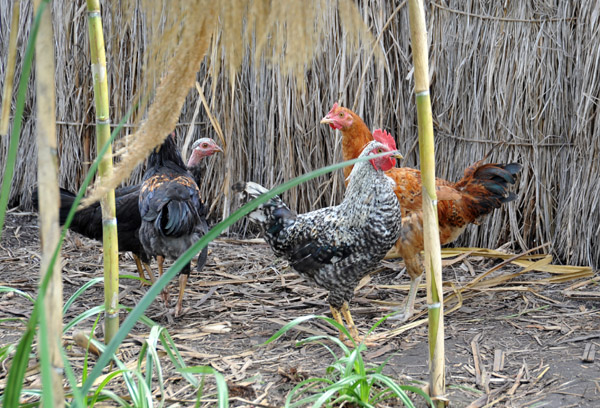 Chickens, Bangweulu Swamp