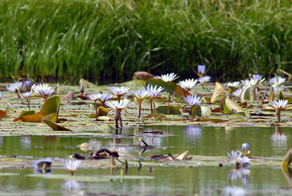 Bangweulu Swamps