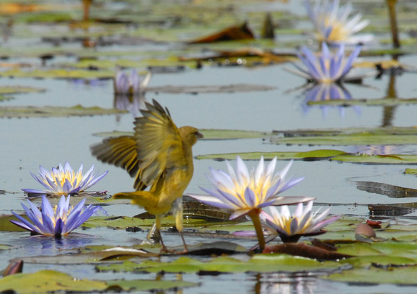 Bird landing on a lily pad, Bangweulu Swamps