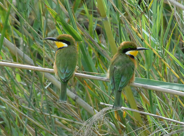 Little Bee-eaters (Merops pusillus), Bangweulu Swamps