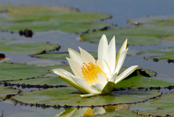Lily flower and lily pad, Bangweulu Swamps