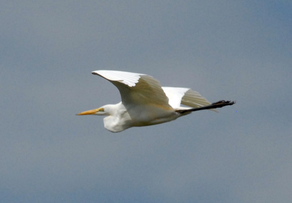 Great Egret (Ardea alba) in flight, Bangweulu Swamps, Zambia