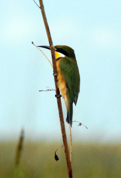 Little Bee-eater (Merops pusillus), Bangweulu Swamps