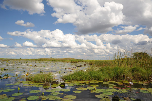 Sky and Water - Bangweulu Swamps, Zambia