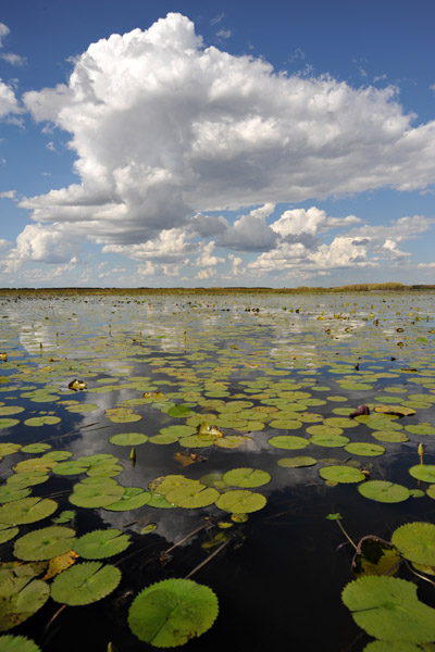 Sky and Water - Bangweulu Swamps